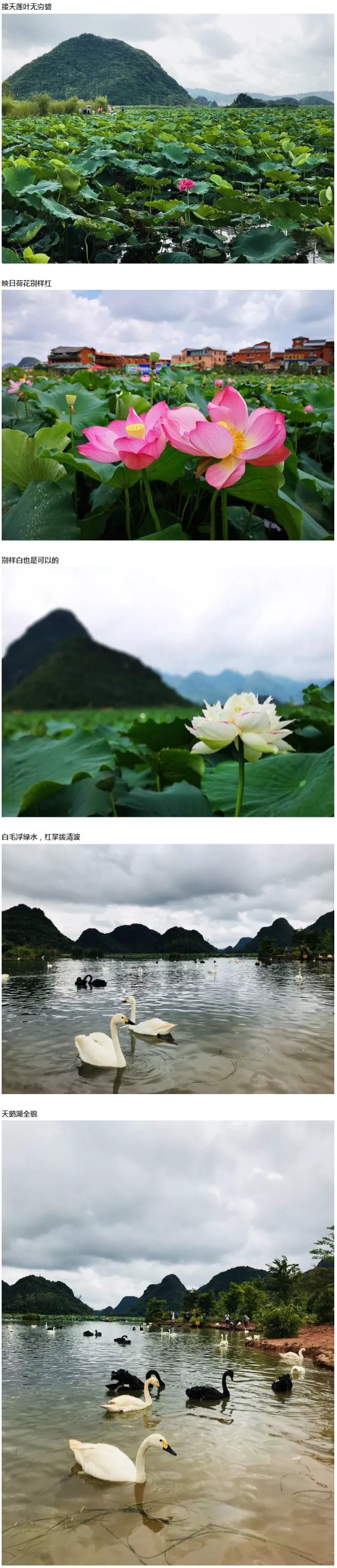 FireShot Capture 123 - 游记精选：云南普者黑一周闲游 - mp.weixin.qq.com.jpg