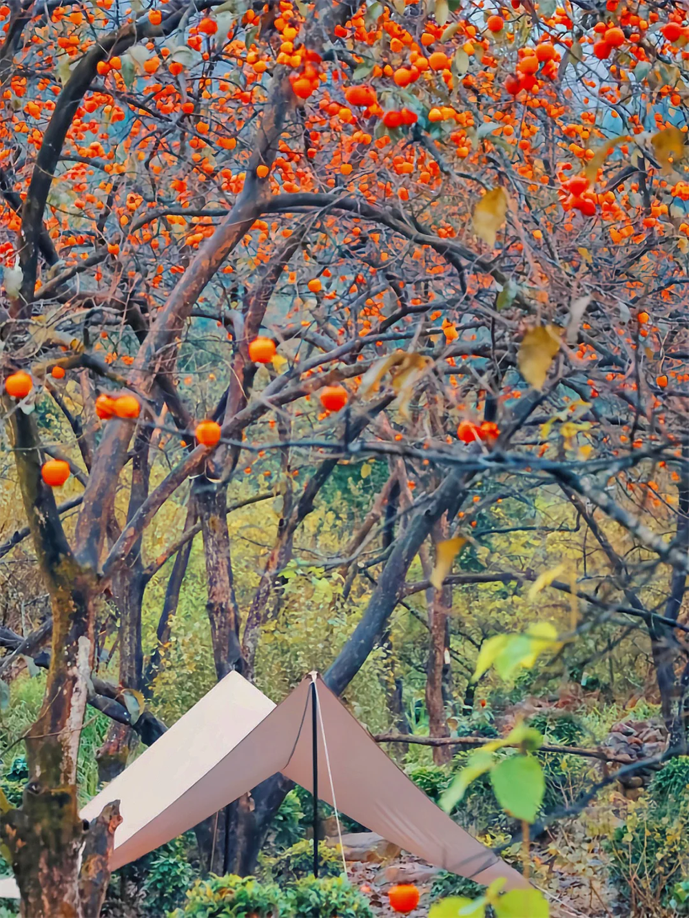 1758614814239351.png 微信图片_2025-09-23_160532_975.png