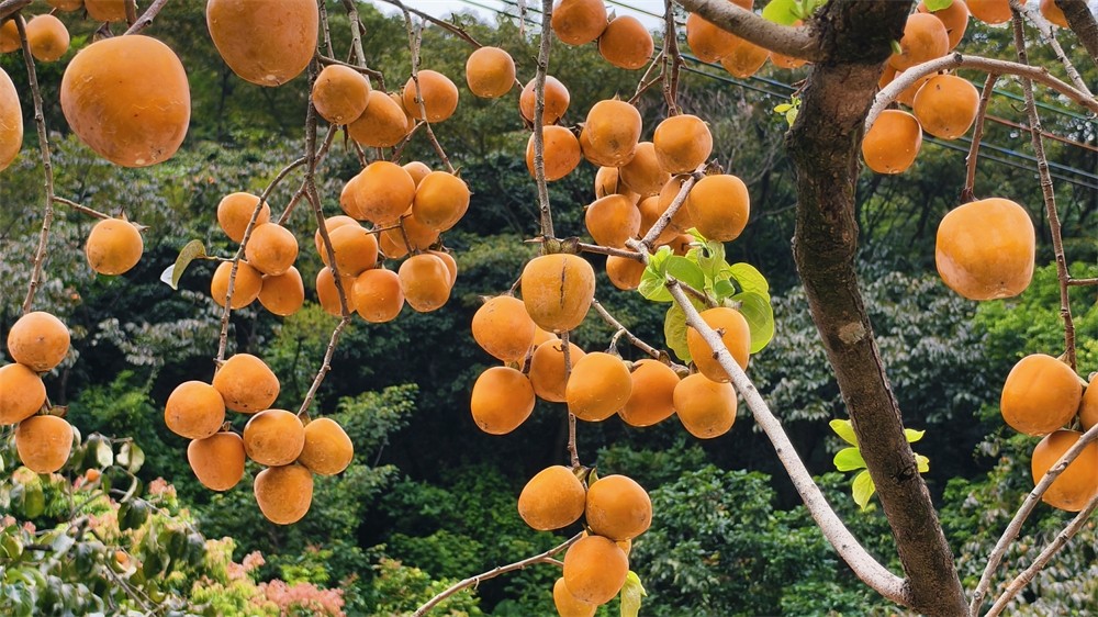 1761636068872723.jpg 300de7493dc36ea25d155b0915f0ff18.jpg