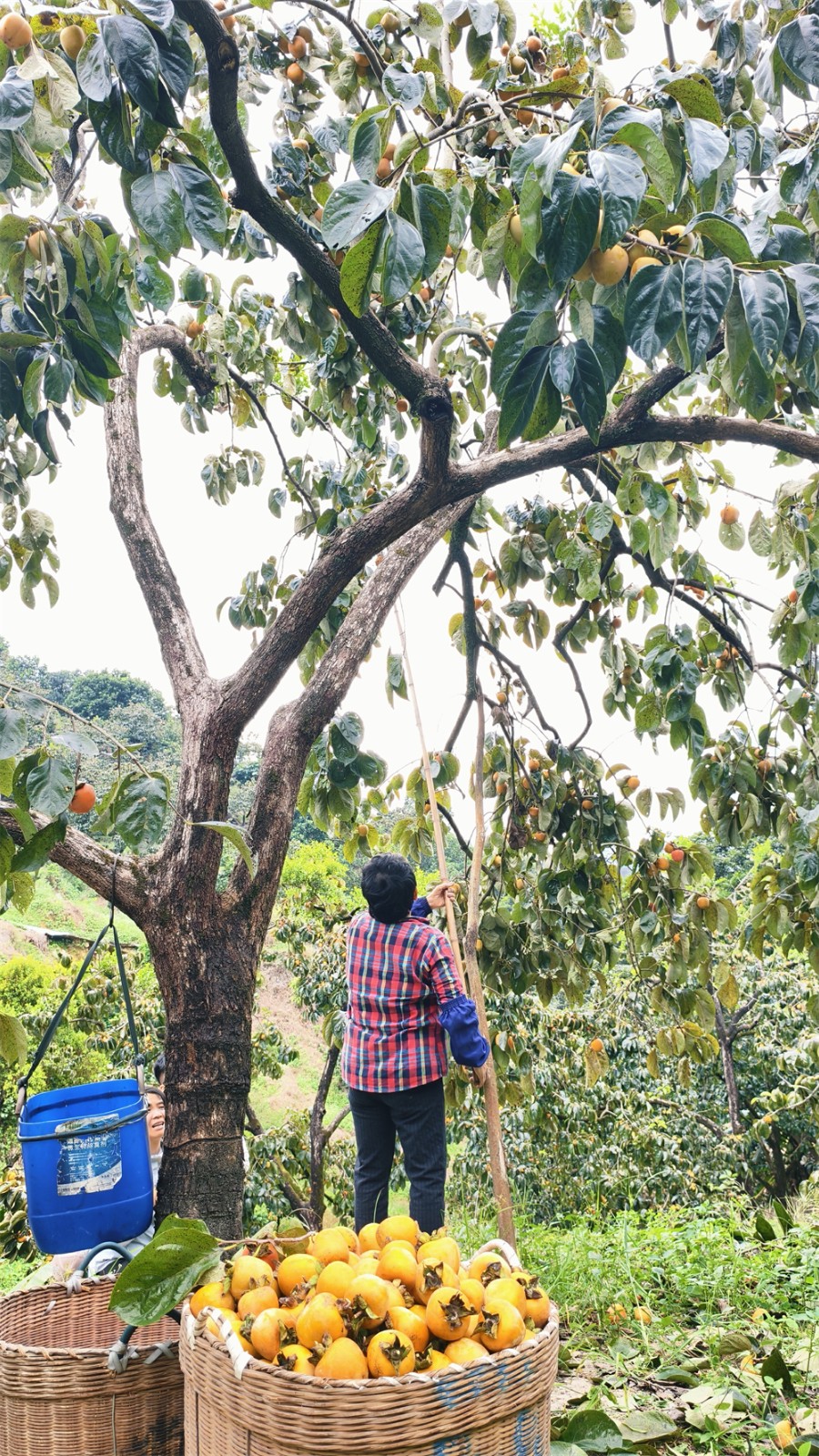 1761637303910181.jpg a06dc5347870a186161efaeb4b5935a7.jpg