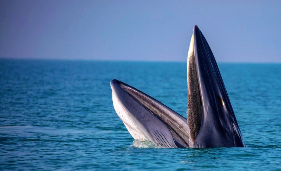 1763969202672133.jpg e3136978c6ae36505be602df5f95741.jpg