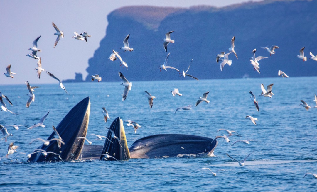 1763970617938515.jpg 240e3c2ecdcb75b3ad9dff833bed38b.jpg