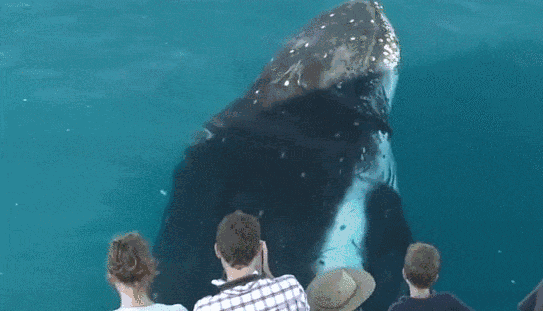 观鲸.gif