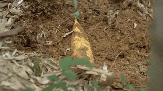 1765857722954117.gif 1765857722954117.gif